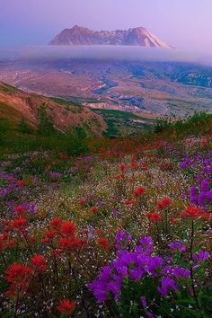 Mt St Helens, Mount St Helens, Living Art, St Helens, Pretty Places, Places Around The World, Amazing Nature, Beautiful World, Beautiful Landscapes