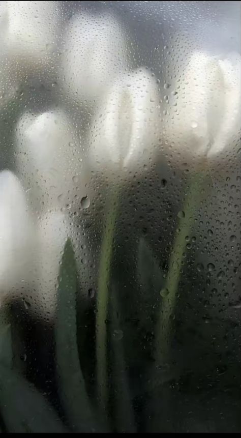 Rainy Wallpaper Aesthetic, Rainy Wallpaper, 3d Wallpaper Cute, Iphone Wallpaper Stills, Rain Wallpapers, Music Poster Design, Flowery Wallpaper, No Rain No Flowers, Android Wallpaper Flowers