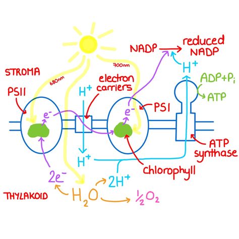 This is a difficult topic with lots of new words. Hopefully the article on my website will help you to understand the process! Free A-Level biology notes available to download on my website. A-Level biology revision articles weekly. #alevelbiology #studygram #alevelbiologynotes #notes #revisionnotes #biologynotes #biologytutor #alevelbiologytutor #alevels #studying #revision #aesthetic #aestheticnotes #studymotivation #onlinetutoring #studynotes #biology A Level Biology Notes Biological Molecules, A Level Biology Cell Structure Notes, A Level Biology Photosynthesis, Biology Notes Prokaryotes And Eukaryotes, A Level Biology Revision, Class 12 Biology Notes Evolution, Oxidative Phosphorylation, Light Reaction, Electron Transport Chain