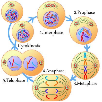 Protein Synthesis 3792 Cell Cycle Diagram, Blood Type Chart, Nuclear Membrane, Somatic Cell, Punnett Squares, Dna Replication, Cell Cycle, Animal Cell, Cell Division