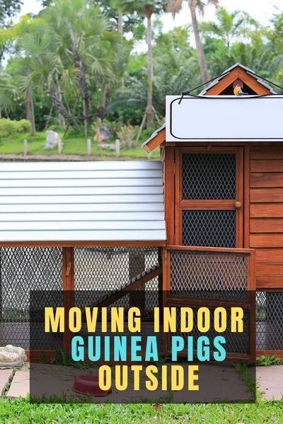 Guinea Pig Outdoor Cage Ideas, Guinea Pig Shed Ideas, Guinea Pig Cage Ideas Outdoor, Pig Fence, Guinea Pig Cage Accessories, Guinnea Pig, Cavy Cage, Guinea Pig Run, Pig Habitat