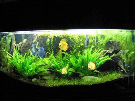 Planted Dirted Tank, Cichlid Tank, Discus Aquarium, Plant Projects, Aquarium Ideas, Running Tanks, New Tank, Fish Tanks, Aquascaping