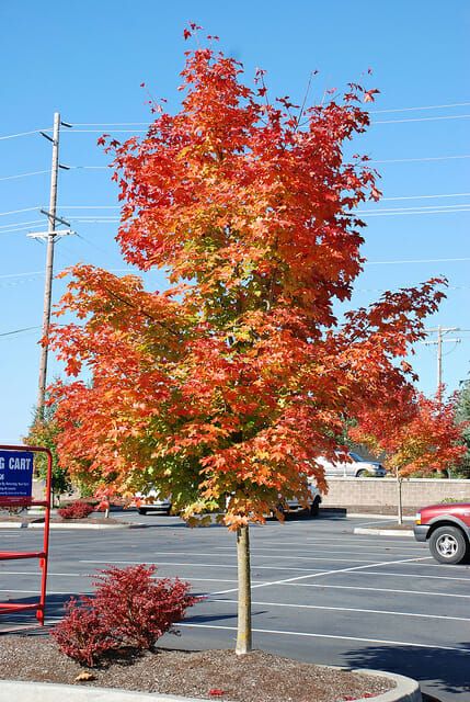 Acer Platanoides, Amazing Nature Photos, Maple Tree, Plant List, Hello Hello, Yellow Aesthetic, Green Foliage, Fall Wallpaper, Fast Growing