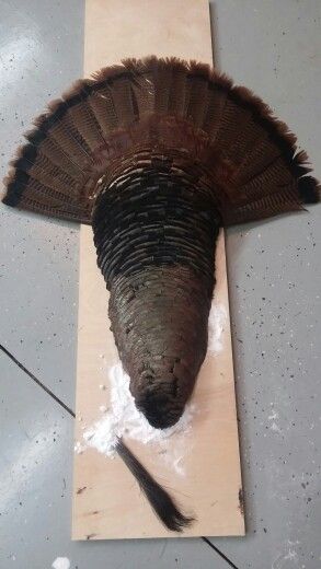 First try at cape mount.........4.24.15 Turkey Hunting Decor, Turkey Mounts, Taxidermy Decor, Deer Mounts, Hunting Decor, Turkey Hunting, Turkey Feathers, Taxidermy, Feathers