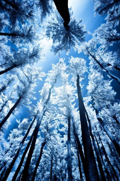 trees Image Bleu, Tall Trees, Wow Art, Winter Trees, Winter Landscape, Beautiful Tree, Winter Scenes, Blue Aesthetic, Beautiful Photography