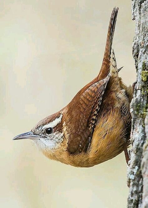 House Wren, Carolina Wren, Tyler Tx, Bird Watcher, Backyard Birds, Bird Pictures, Pretty Birds, Bird Photo, Colorful Birds