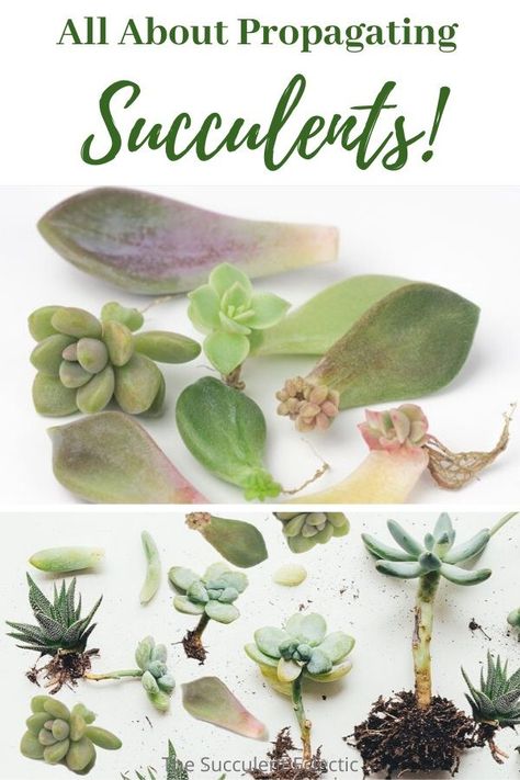 All About Propagating Succulents! Learn how to propagate succulents by division, stem cuttings and by a single leaf! The simolest way to grow your succulent collection with no $! :)  #succulentcare #succulentpropagation #succulentcuttings #divingsucculents How To Propagate Succulents, Propagate Succulents From Leaves, Plant Business, Succulent Propagation, Propagate Succulents, Diy Bucket, Succulent Landscape Design, Succulent Collection, Single Leaf