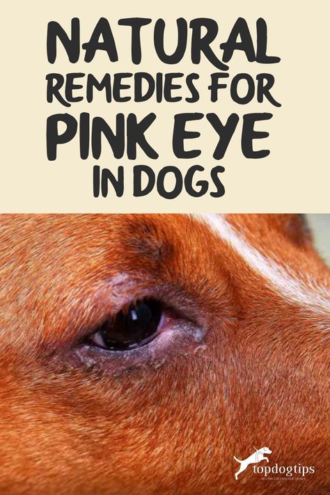 This is an article describing the natural remedies for pink eye in your dog. You will learn when to use over the counter and home remedies. Eye Irritation Remedies, Red Eyes Remedy, Remedies For Pink Eye, Eye Infection In Dogs, Treating Pink Eye, Pink Eye Home Remedies, Eye Drops For Dogs, Natural Pink Eye Remedy, Eye Medicine