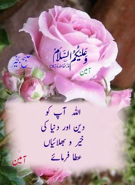 Walaikum Assalam Images In English, Walaikum Assalam, Walaikum Assalam Images In Urdu, Walaikum Assalam Quotes, Walaikum Assalam Images, Hi Images, Muslim Greeting, Good Morning Gift, Best Quotes Images