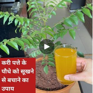 Plant Tips And Tricks, Curry Leaves Plant, Curry Leaf Plant, Curry Leaf, Plant Tips, Leaf Plant, Curry Leaves, Plant Care, Tips And Tricks