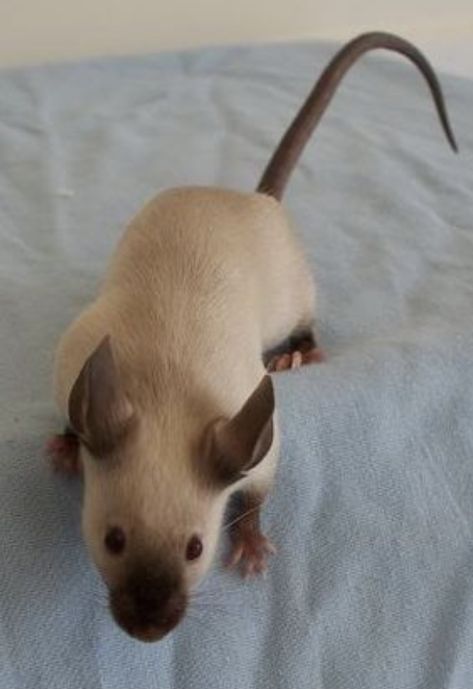 Siamese Mouse, Brown Rat, Club Hairstyles, Sugar Glider, Hamsters, Rodents, Guinea Pig, Guinea Pigs, Mice