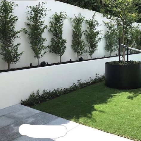 White Wall Backyard, White Walls Garden, White Garden Wall, White Rendered Garden Wall, White Stucco Retaining Wall, White Garden Wall Ideas, Modern White Flowers, Small Driveway Landscaping, White Backyard Fence