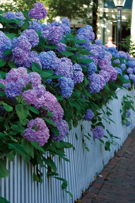 Spiritual Garden, Big Leaf Hydrangea, Fence Options, Cottage Garden Plants, Cottage Garden Design, Wallpaper Flower, Garden Shrubs, Raised Planter, Fine Gardening