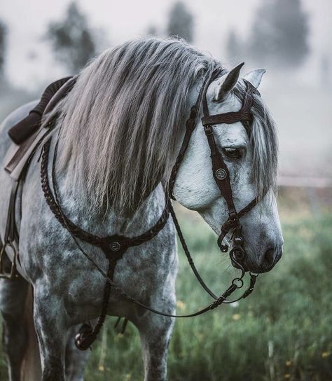 Dapple Grey Horses, Cai Sălbatici, Andalusian Horse, Horse Aesthetic, Most Beautiful Horses, Grey Horse, Majestic Horse, All The Pretty Horses, Horse Crazy