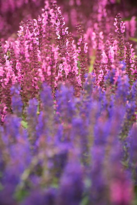 Woodland sage / Salvia nemorosa Woodland Sage, Salvia Nemorosa, Pet Safe, Gardening Tips, Front Yard, Garden Ideas, Ash, Yard, Pet