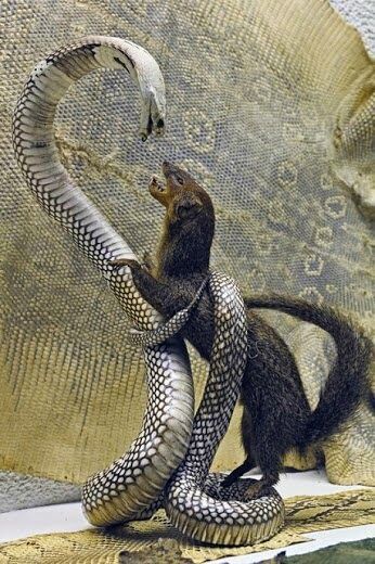 Mongoose Vs Snake, Beaux Serpents, King Cobra Snake, Snake Photos, Scary Animals, Cobra Snake, Beautiful Snakes, Animals Amazing, King Cobra