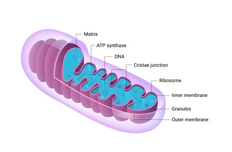 Mitochondria Aesthetic, Mitochondria Notes, Mitochondria Drawing, Mitochondria Diagram, Mitochondria Structure, Plant Cell Parts, Easy Science Fair Projects, Red Light Therapy Benefits, Biology Diagrams