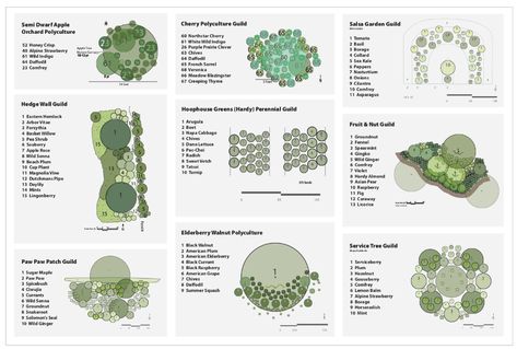 Polyculture Design Permaculture Orchard Design, Polyculture Garden Design, Food Forest Garden Permaculture Design, Polyculture Garden, Food Forest Design, Tree Guild, Vegetable Garden Layout, Food Forest Garden, Orchard Design