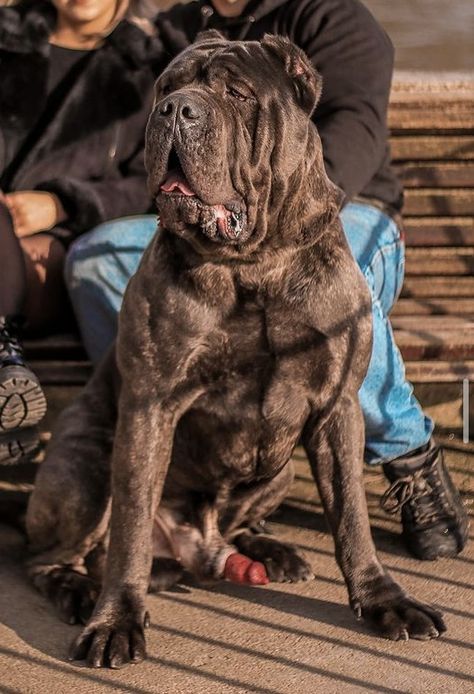 Neo X boerboel Neo Mastiff, Bull Mastiff Dogs, Mastiff Dog Breeds, American Bull, Big Dog Breeds, Mastiff Dogs, Bull Dogs, Breed Dogs, Bull Mastiff