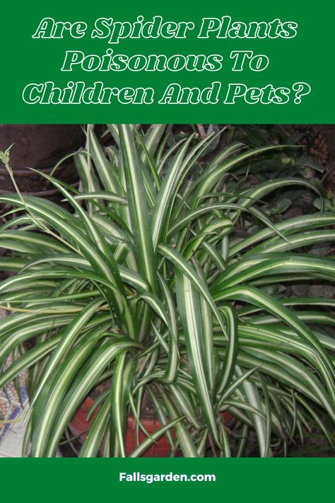 Are Spider Plants Poisonous To Humans And Pets? Poisonous Plants For Humans, Poisonous Flowers For Humans, Poisonous Plants For Dogs, House Plants Poisonous To Cats, Poisonous Plants Illustration, Plants Poisonous To Dogs, House Spider, Garden Weeds, Poisonous Plants