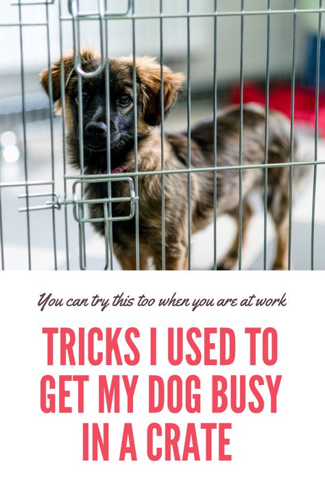 Crate Training Puppy While Working, Keep Puppy Busy While At Work, How To Keep A Puppy Busy, Pup Academy, Crate Training Schedule, Dog Crate Training, Crate Training Puppy Schedule, Charlie Boy, Crate Training Dog