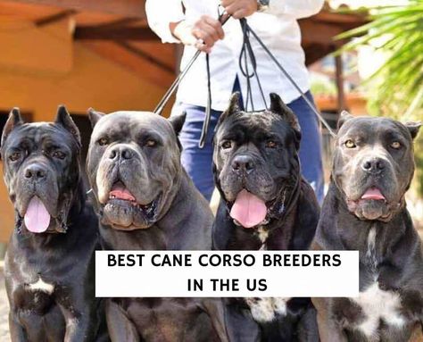 3 Best Cane Corso Breeders in the United States! (2021) - We Love Doodles Breeding Business, Dog Breeding Business, Cane Corso Dog Breed, Cane Corso Breeders, Rottweiler Breeders, Dog Breeding, Stop Dog Barking, Cane Corso Puppies, Cane Corso Dog