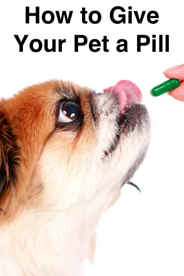 If you have a pet who hates taking medications, try these tips to make the process easier for you both. Dog Benadryl, Pet Supplements, Dog Nutrition, Dog Diet, Dog Shedding, Dog Cookies, Animal Nutrition, Dog Supplements, Dog Health