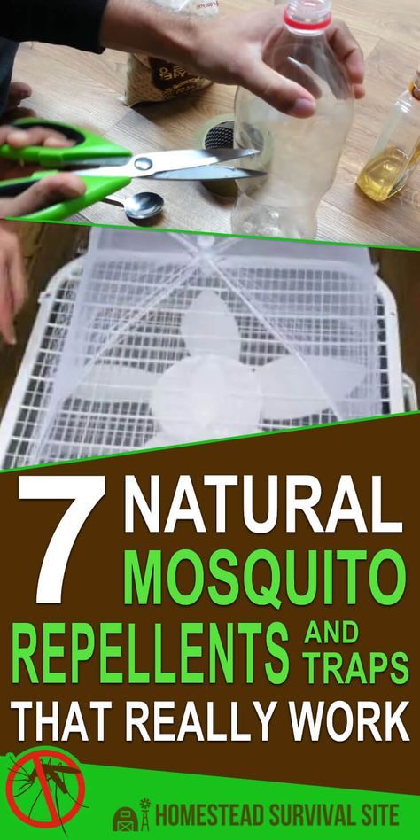 Mosquito Trap Diy, Mosquito Yard Spray, Plants That Repel Mosquitoes, Diy Bug Repellent, Mosquito Repellent Homemade, Mosquito Traps, Homemade Bug Spray, Diy Mosquito Repellent, Best Mosquito Repellent