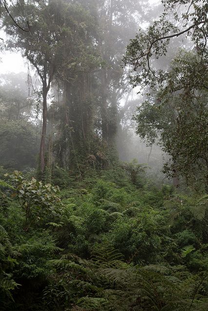 Jungle Asethic, Jungle Floor, Jungle Photo, Jungle Aesthetic, Dark Jungle, Eerie Places, Dark Naturalism, Dark Forest Aesthetic, Foggy Weather