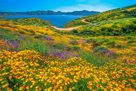 The Most Beautiful Places to See California Wildflowers Spring In California, Purple Lupine, California Wildflowers, Orange California, Wild Flower Meadow, Spring Wildflowers, California Poppy, Mountain Town, Olive Garden