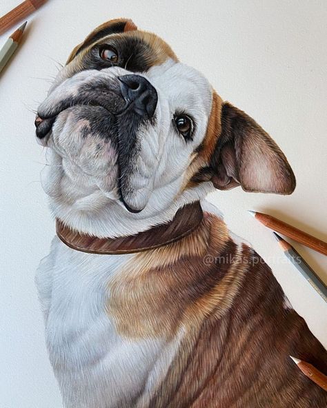 Watercolor Dogs, Pet Artist, Dog Artist, Dog Mixes, Dog Artwork, English Bulldog Puppy, Watercolor Dog, Dog Parents, Coloured Pencils