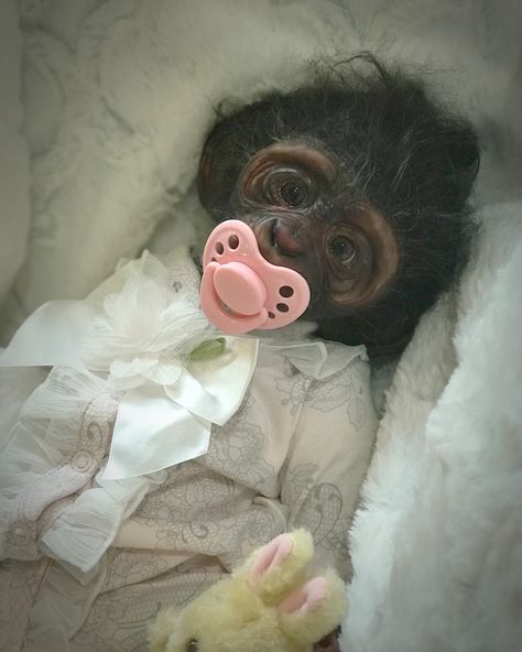 Reborn Monkey, Animals Funny, Funny Animals, Sleep Eye Mask, Mask, Funny, Animals, Beauty