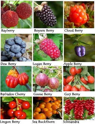 Berries in multitude of shapes, sizes, flavors and grow from the arctic into the tropics. Growing Berries In Containers, Berry Bushes Garden Ideas, List Of Berries, Berries Garden, Edible Berries, Fruit Trees In Containers, Gardening Herbs, Types Of Berries, Berry Garden