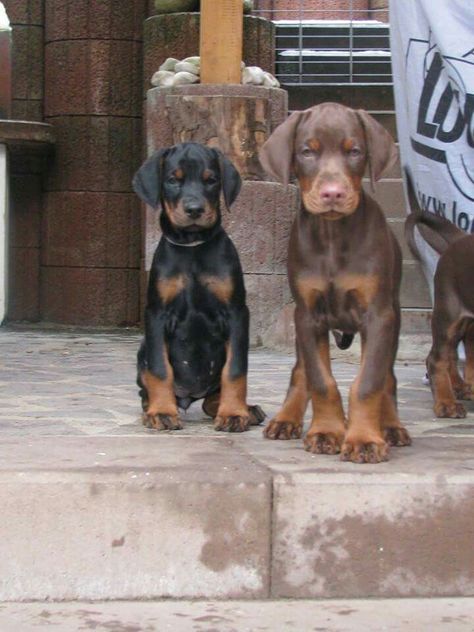 Doberman Pinscher Ears Down, Doberman Pinscher Floppy Ears, Doberman Puppy Floppy Ears, Floppy Ear Doberman, Doberman Puppy Aesthetic, Baby Doberman Puppies, Doberman Uncropped Ears, Doberman With Floppy Ears, Doberman Floppy Ears