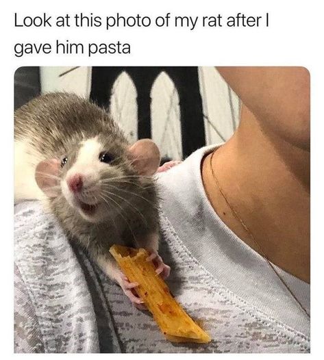 Rat Pack: Where Quality Meets Sewage (29 Rat Memes) - I Can Has Cheezburger? Baby Possum, Dumbo Rat, Baby Rats, Wholesome Pictures, Funny Rats, Cute Rats, A Rat, Pet Rats, Silly Animals