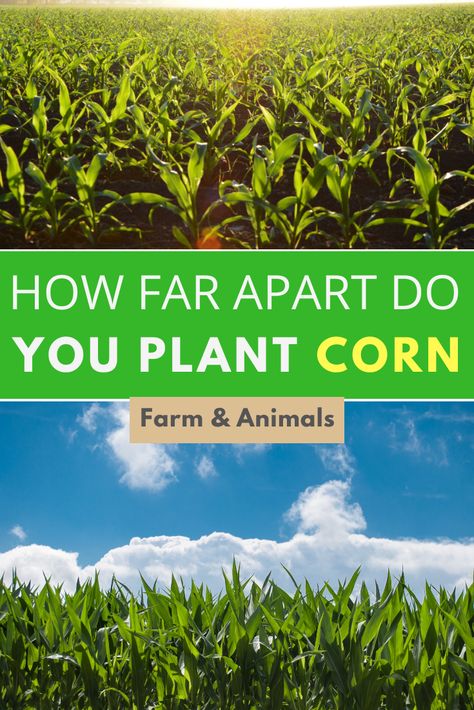 Many gardeners believe that they must have a great deal of acreage available to grow corn, but this really isn’t the case. Selective breeding and new gardening techniques have made it possible to grow corn successfully in almost any garden. In this article, we discuss which plant spacing is ideal for corn. Read on to learn more on how far apart do you plant corn. Planting Corn, Farm Crops, Grow Corn, Growing Corn, Corn Stalks, Corn Seed, Selective Breeding, Corn Plant, Garden Vegetables