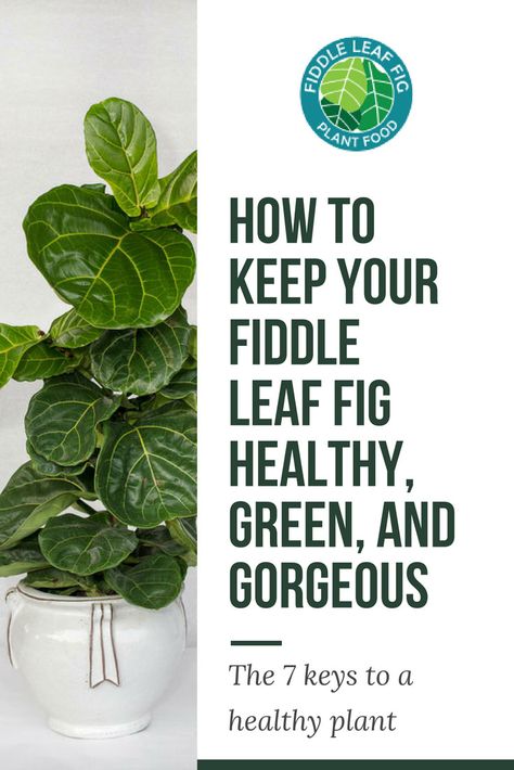 Fiddle Leaf Fig Care, Fiddle Fig Tree, Indoor Gardening Supplies, Fiddle Leaf Tree, Fig Plant, Fiddle Fig, Fiddle Leaf Fig Tree, Indoor Gardens, Fig Leaves