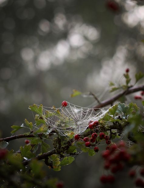 Terrasse Design, Charlotte's Web, Season Of The Witch, Witch Aesthetic, Autumn Aesthetic, Nature Aesthetic, Enchanted Forest, Spider Web, Dark Aesthetic