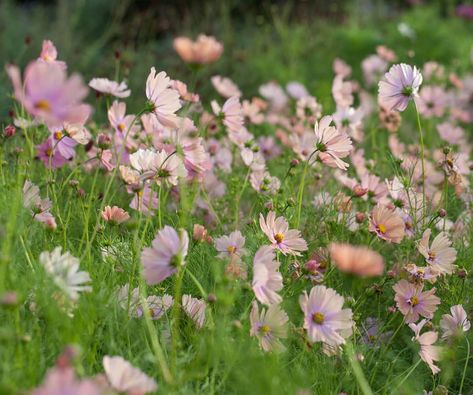 Green and Gorgeous on Instagram: “This new Cosmos has to be the best variety I have ever grown. It is called 'Apricotta' and is a soft apricot with a touch of lilac in the…” Apricot Cosmos, Cosmos Apricotta, Virginia Gardening, Hallway Mural, Cosmos Garden, Downstairs Hallway, Mural Flowers, September Wedding Flowers, Cosmos Bipinnatus