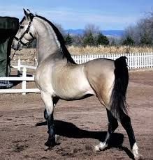 Rare Horse Colors, Cai Arabi, حصان عربي, Buckskin Horse, Regnul Animal, Rare Horses, Cai Sălbatici, Rasy Koni, American Saddlebred