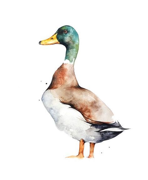 Ducks Painting Acrylic, Watercolor Mallard Duck, Art Inspiration Painting Watercolour, Mallard Drawing, Watercolor Animals Simple, Water Colour Ideas, Mallard Duck Painting, Duck Watercolor Painting, Ducks Watercolor