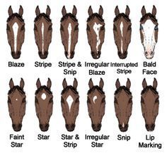 If you want to learn horse facial markings, than here you go! Face Markings, Horse Markings, Horse Facts, Rasy Koni, Horse Anatomy, Horse Camp, Horse Dressage, Horse Tips, Horse Face