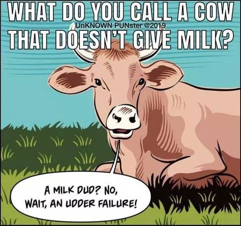 Cow Meme, Cow Puns, Funny Corny Jokes, Punny Jokes, Work Funny, Cheesy Jokes, Dad Jokes Funny, Funny Jokes For Kids, Corny Jokes