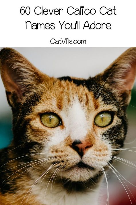 If you're looking for some clever calico cat names, you're going to adore the 60 ideas on this list! Read on to check them out! Calico Cat Names, Girl Cat Names, Unique Cat Names, Cute Cat Names, Kitten Names, Calico Kitten, Orange Cats, Cat Icon, Unique Cats