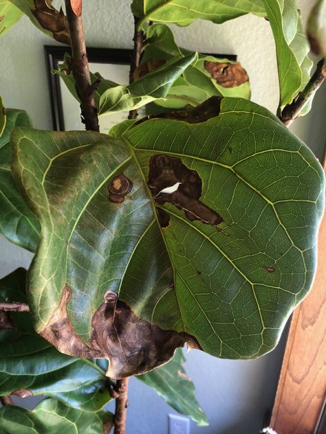 Fiddle Leaf Fig Care, Fiddle Fig Tree, Fiddle Leaf Tree, Fig Plant, Fiddle Fig, Plant Care Houseplant, Root Rot, Fiddle Leaf Fig Tree, Ficus Lyrata