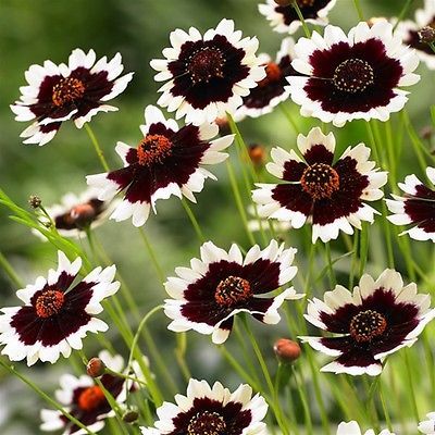 Pack x6 New Coreopsis ColoropsisTM 'Jive' Perennial Garden Plug Plants Lake Garden, Ground Covers, Gothic Garden, Cottage Garden Plants, Flowers Petals, Garden Nursery, Rare Flowers, Perennial Garden, Plant Nursery