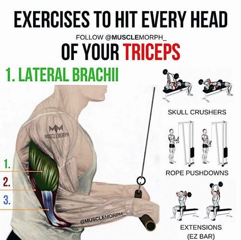 Anatomical Terminology, Tricep Workouts, Tricep Exercises, Tricep Workout, Arms Workout, Insanity Workout, Muscle Anatomy, Biceps And Triceps, Training Motivation