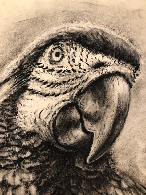 "This is an original charcoal sketch. Only 1 in stock. 14\"x17\"" Sketches Of Feelings, Realistic Sketches Nature, Charcoal Animal Drawings, Charcoal Sketches Easy, Charcoal Art Ideas, Charcoal Animals, Simple Charcoal Drawing, Charcoal Drawing For Beginners, Charcoal Drawing Ideas