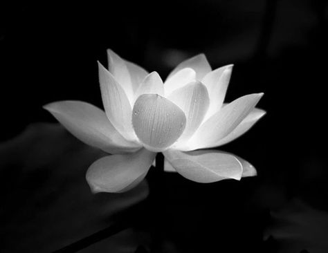 Lotus Flower Widget, Lotus Aesthetic, Lotus Flower Pictures, Lotus Plant, White Lotus Flower, Sacred Lotus, Red Lotus, Buddhist Traditions, Blue Lotus