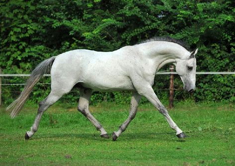 OOO_4907 Horse Movements, Horse Trotting, Trotting Horse, Akhal Teke Horses, Horse Running, Akhal Teke, Horse Boarding, Most Beautiful Horses, All The Pretty Horses